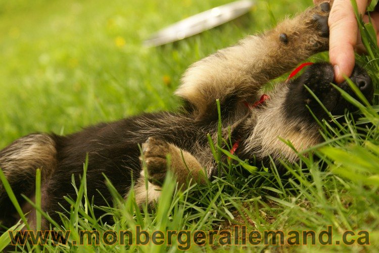 Première sortie des Chiots a Lady - German Shephered Berger allemand - 29 mai 2011