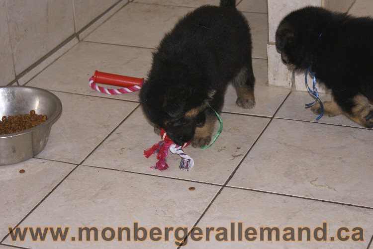 Vert - Male Berger Allemand