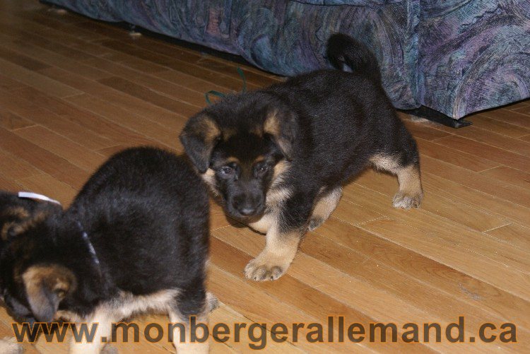 Vert - Male Berger allemand