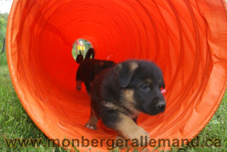 Chiots Berger allemand a Lady 8 Juin 2011