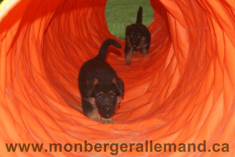 Chiots Berger allemand a Lady 8 Juin 2011