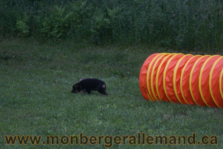 Chiots Berger allemand a Lady 8 Juin 2011