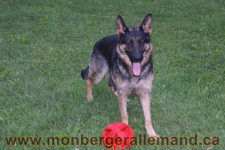 Chiots Berger allemand a Lady 8 Juin 2011