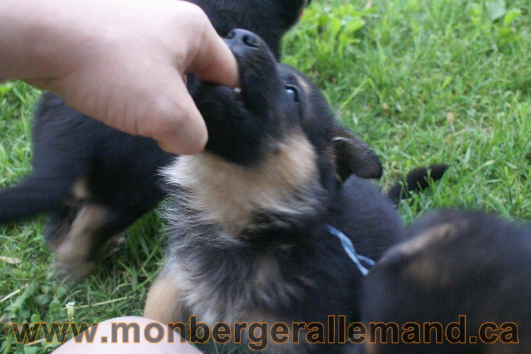 Chiots Berger allemand a Lady 8 Juin 2011