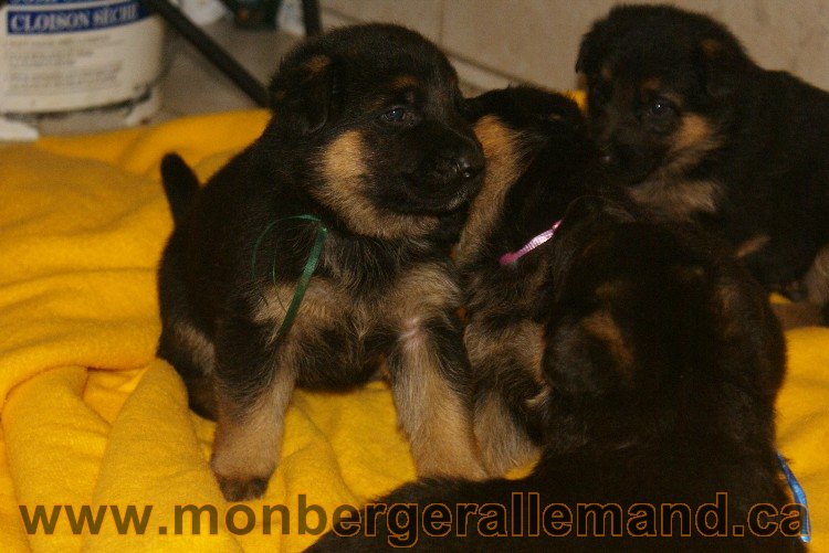 Vert - Male - Berger Allemand