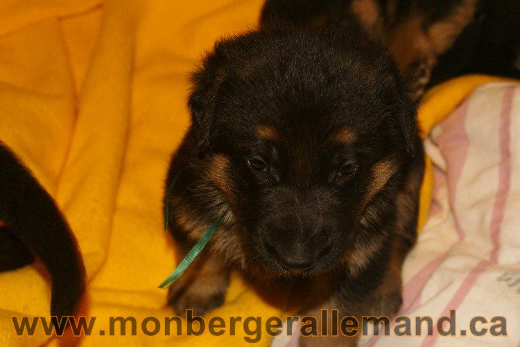 Vert - Male - Berger Allemand