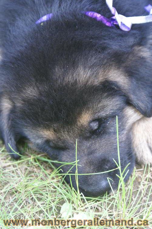 Les chiots a Kenya , 2 chiots berger allemand encorte disponible sur cette portée