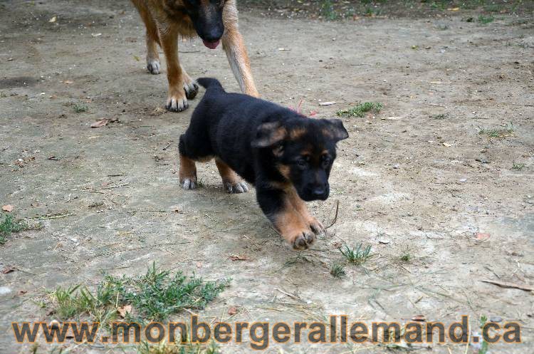 Les chiots berger allemand - 3 Aout 2011