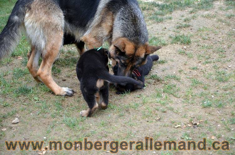 Les chiots berger allemand - 3 Aout 2011