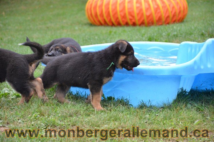 Les chiots - Berger allemand de grande lignées !