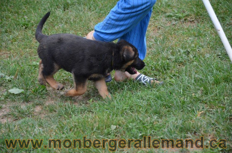 Les chiots - Berger allemand de grande lignées !