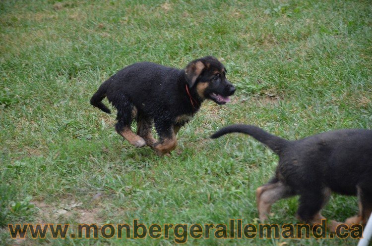 Les chiots - Berger allemand de grande lignées !