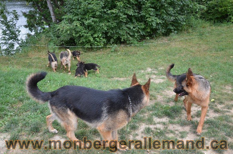 Les chiots - Berger allemand de grande lignées !