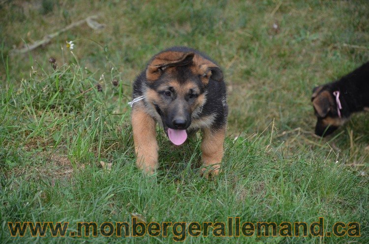 Les chiots - Berger allemand de grande lignées !