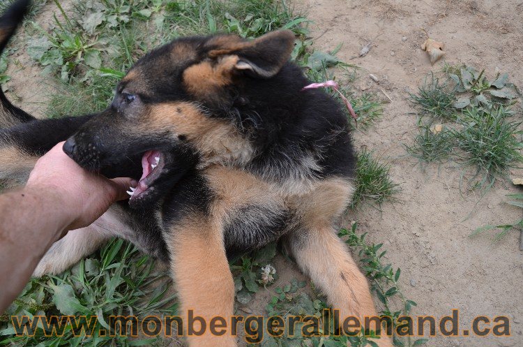 Les chiots - Berger allemand de grande lignées !