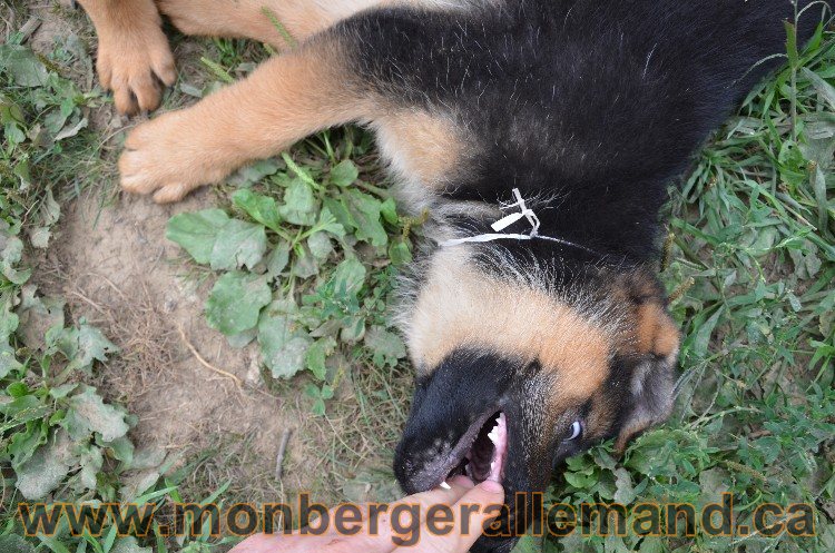 Les chiots - Berger allemand de grande lignées !