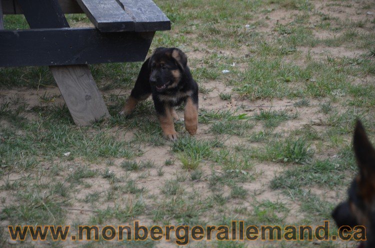 Les chiots - Berger allemand de grande lignées !