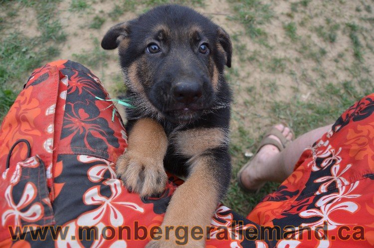 Les chiots - Berger allemand de grande lignées !