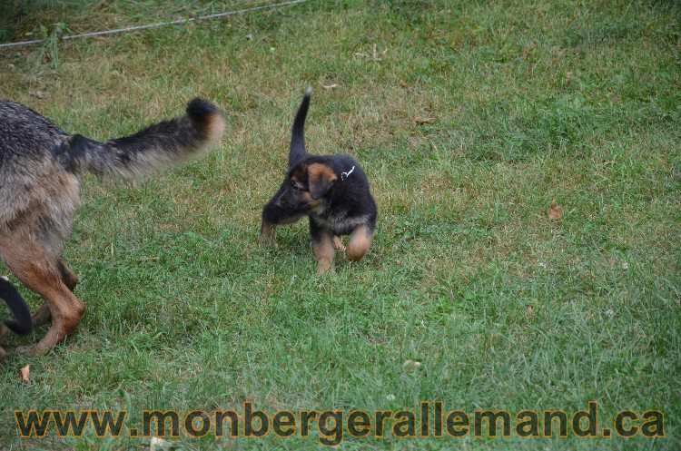 Les chiots - Berger allemand de grande lignées !