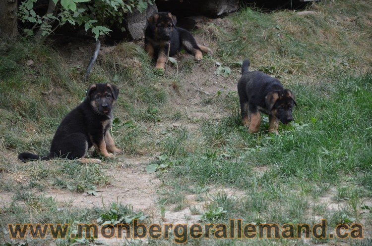 Les chiots - Berger allemand de grande lignées !