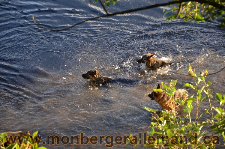 Chiots et chiens 11 Aout 2011