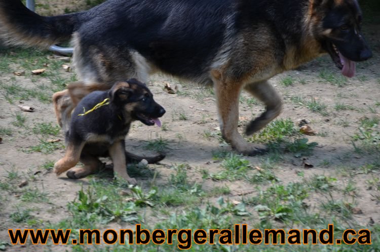 Chiots Roxy 12 aout 2011- Magnifique berger allemand !