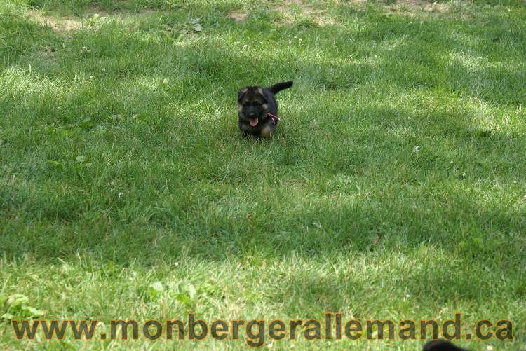 Les chiots berger allemand a Kenya 11 Juillet 2011