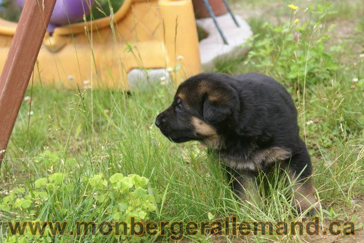 Les chiots berger allemand a Roxy !