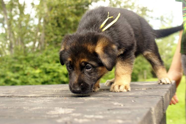 Les chiots berger allemand a Roxy - 22 Juillet 2011