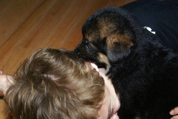 Les chiots berger allemand a Roxy - 22 Juillet 2011