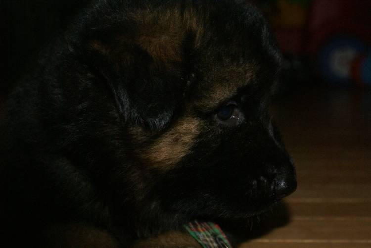 Les chiots berger allemand a Roxy - 22 Juillet 2011