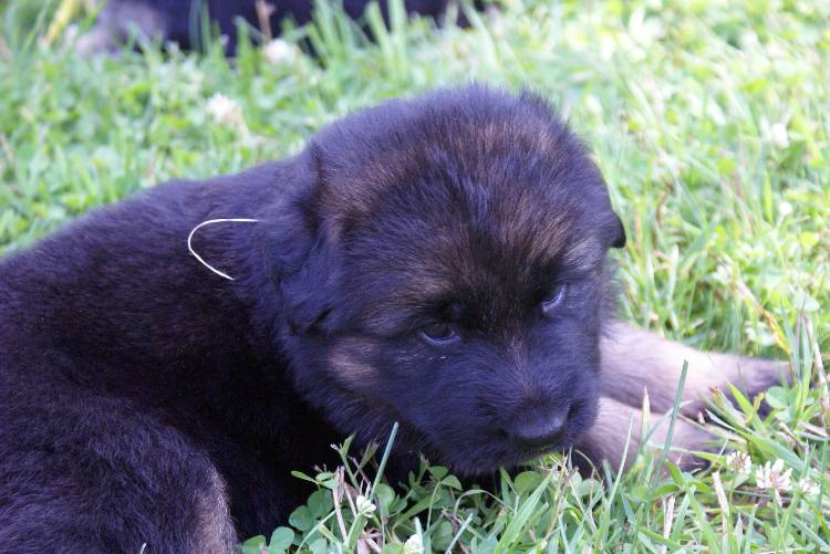 Nos chiots et chien berger allemand - 17 juillet 2011