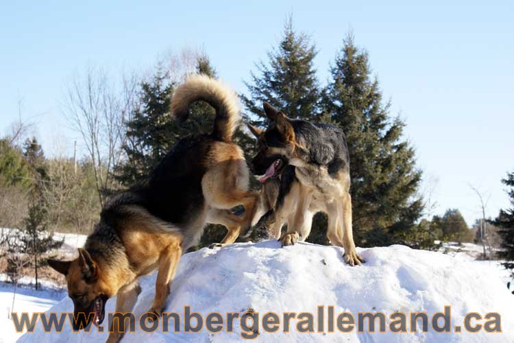 Photo berger allemand Janvier 2011 - outaouais-Laurentides-monteregie-estrie-montreal-gatineau-laval