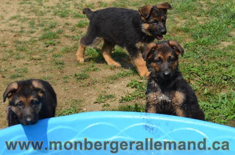 Les chiens et les Chiots berger allemand !