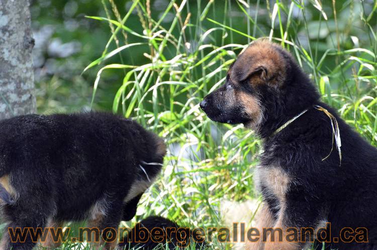 Les chiens et les Chiots berger allemand !