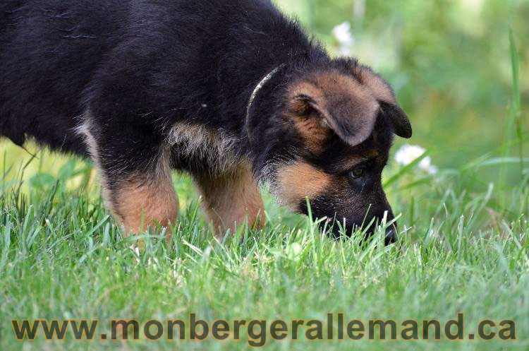 Les chiens et les Chiots berger allemand !