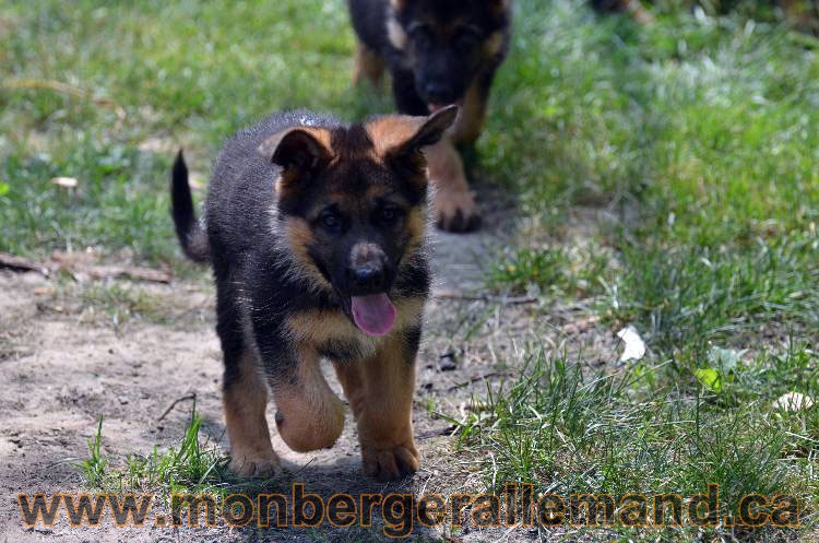 Les chiens et les Chiots berger allemand !