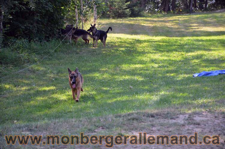 Les chiens et les Chiots berger allemand !