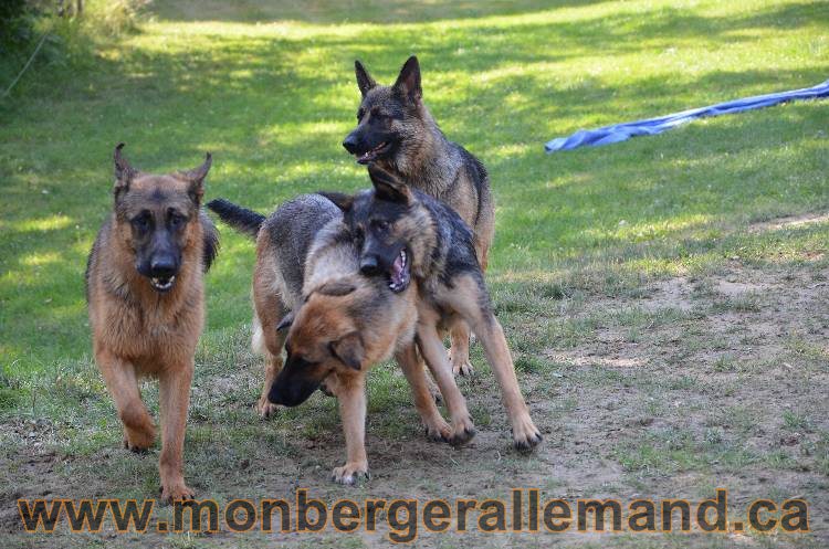 Les chiens et les Chiots berger allemand !