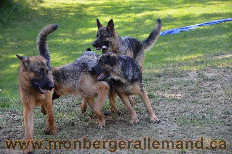 Les chiens et les Chiots berger allemand !