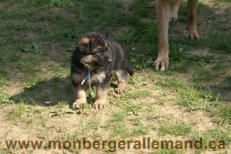 Les chiots a Kenya , 2 chiots berger allemand encorte disponible sur cette portée