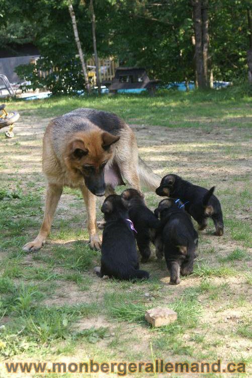 Les chiots a Kenya , 2 chiots berger allemand encorte disponible sur cette portée