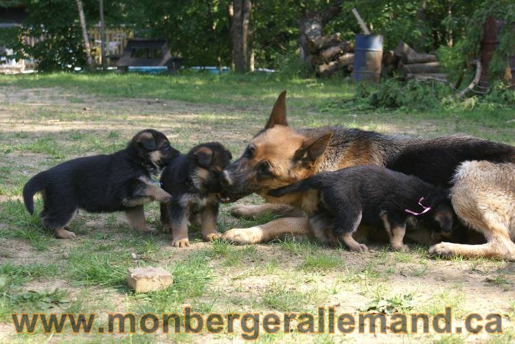 Les chiots a Kenya , 2 chiots berger allemand encorte disponible sur cette portée