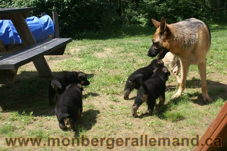 Les chiots a Kenya , 2 chiots berger allemand encorte disponible sur cette portée