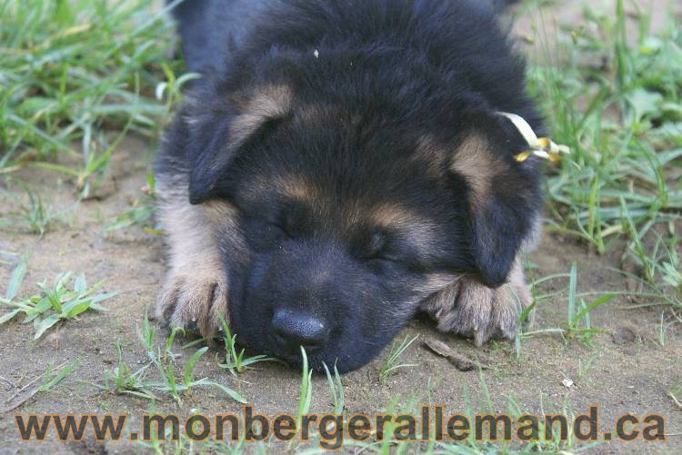 Les chiots a Kenya , 2 chiots berger allemand encorte disponible sur cette portée