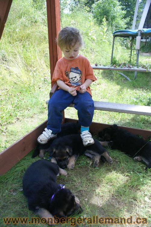 Les chiots a Kenya , 2 chiots berger allemand encorte disponible sur cette portée