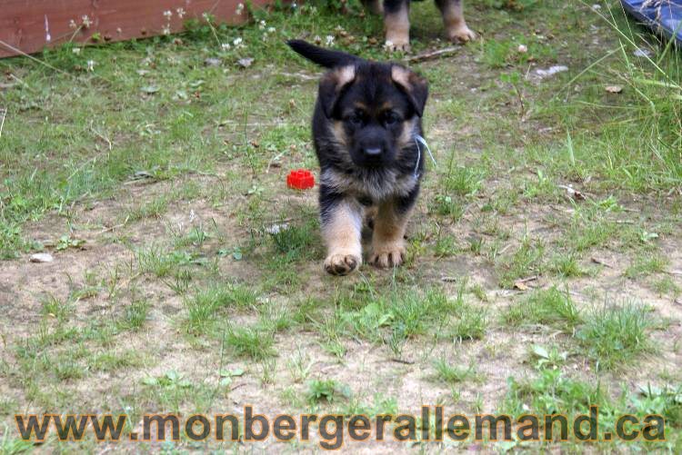 Les chiots berger allemand a Kenya - 13 juillet 2011