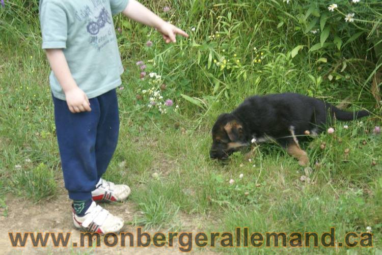 Les chiots berger allemand a Kenya - 13 juillet 2011