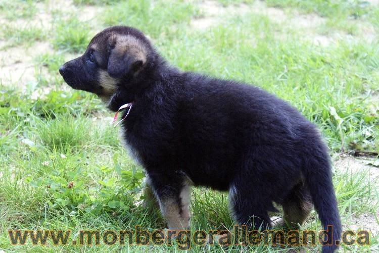 Les chiots berger allemand a Kenya - 13 juillet 2011