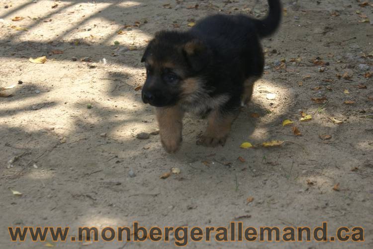 Les chiots berger allemand a Kenya - 5 juillet 2011